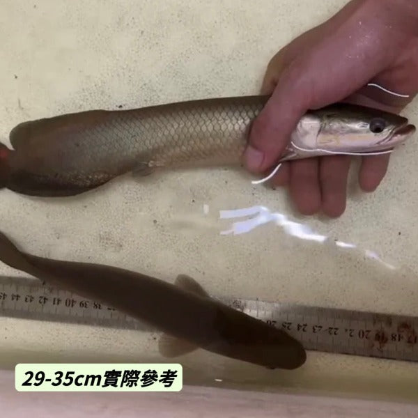 巨骨舌魚 / 紅尾海象 ( Arapaima gigas )