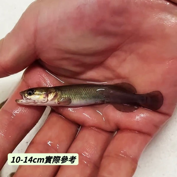 巨骨舌魚 / 紅尾海象 ( Arapaima gigas )