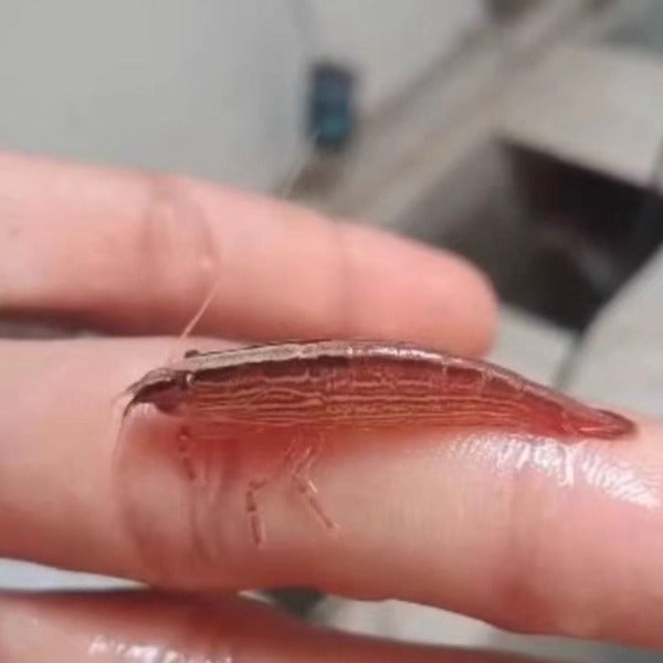 木紋網球蝦 （ Atyopsis moluccensis ）