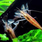 木紋網球蝦 （ Atyopsis moluccensis ）