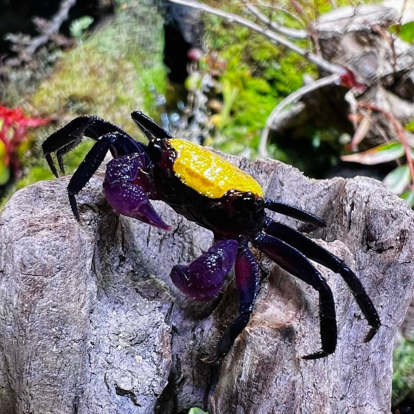 香蕉惡魔蟹 Banana Vampire Crab (Geosesarma sp. ‘ Tricolour ’  )