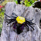 香蕉惡魔蟹 Banana Vampire Crab (Geosesarma sp. ‘ Tricolour ’  )