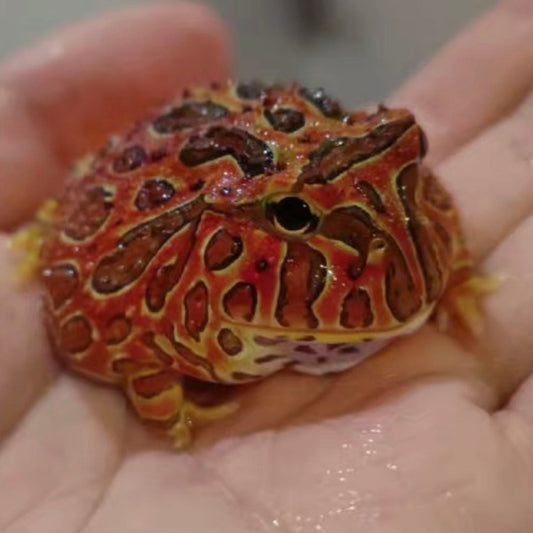 紅鐘角蛙 Bell's Horned Frog （Ceratophrys ornata）