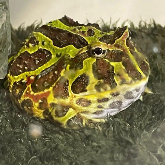 綠鐘角蛙 Bell's Horned Frog （Ceratophrys ornata）
