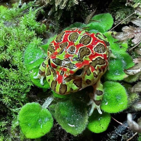 雙色鐘角蛙 Bell's Horned Frog （Ceratophrys ornata）