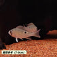 聖塔倫月亮寶石魚 ( Biotodoma cupido )