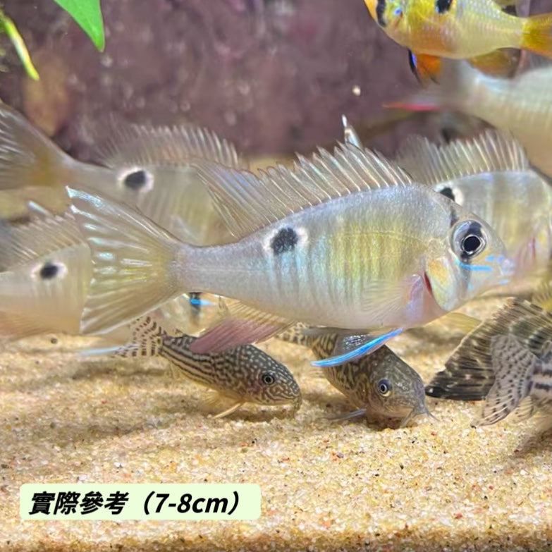 聖塔倫月亮寶石魚 ( Biotodoma cupido )