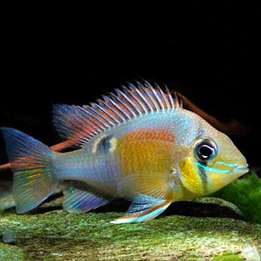 Santarem moon gem fish (Biotodoma cupido)
