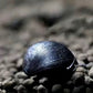 黑金剛螺 Black Military Helmet Snail ( Neritina pulligera ) 刷缸神器