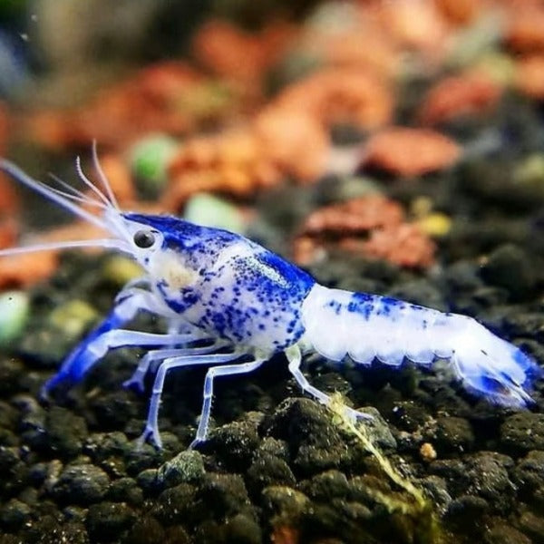 青花瓷螯蝦 Blue Ghost Crayfish ( Procambarus clarkii ) - 森流 GreenFlow - 動植物造景專門店
