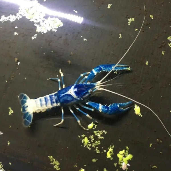 青花瓷螯蝦 Blue Ghost Crayfish ( Procambarus clarkii )