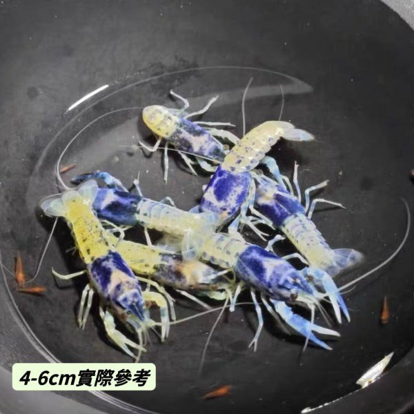 青花瓷螯蝦 Blue Ghost Crayfish ( Procambarus clarkii )