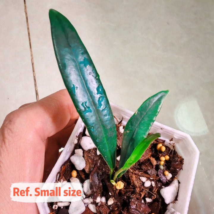 反光藍蕨 Blue Oil Fern ( Microsorum thailandicum )