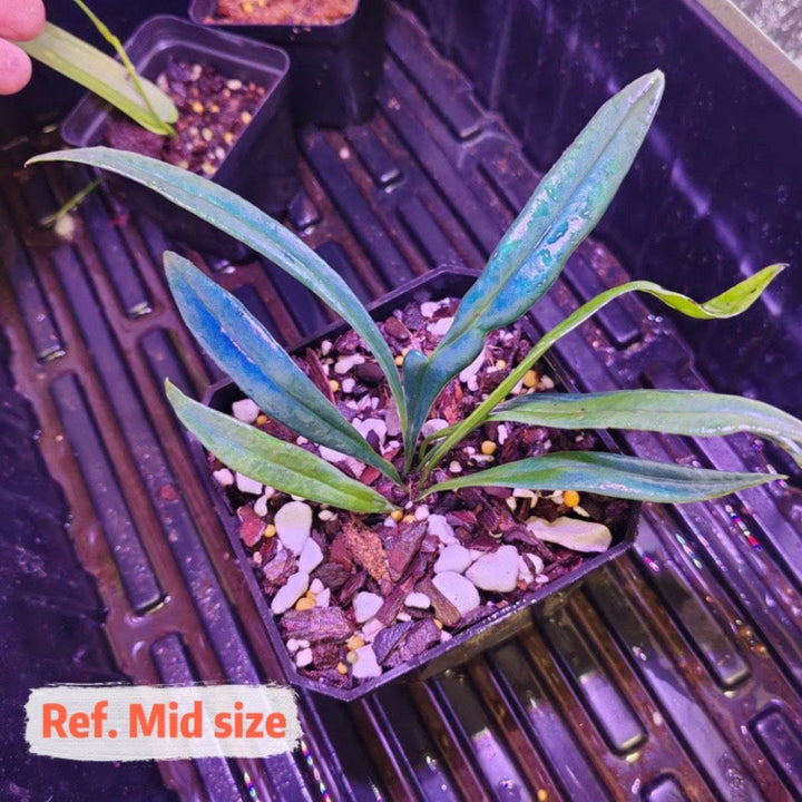 反光藍蕨 Blue Oil Fern ( Microsorum thailandicum )