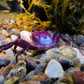 藍影忍者蟹（可全水養）Blueshadow Ninja Crab（ Lepidothelphusa sp ）