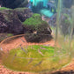 拳擊蘇蝦 Boxer Shrimp ( Caridina longidigita )