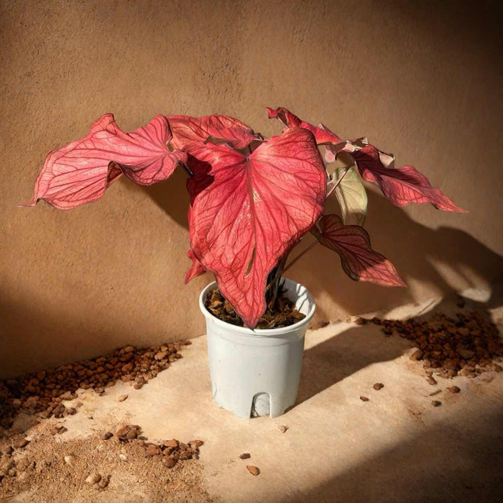 沙漠落日彩葉芋 Caladium ‘ Desert Sunset ’