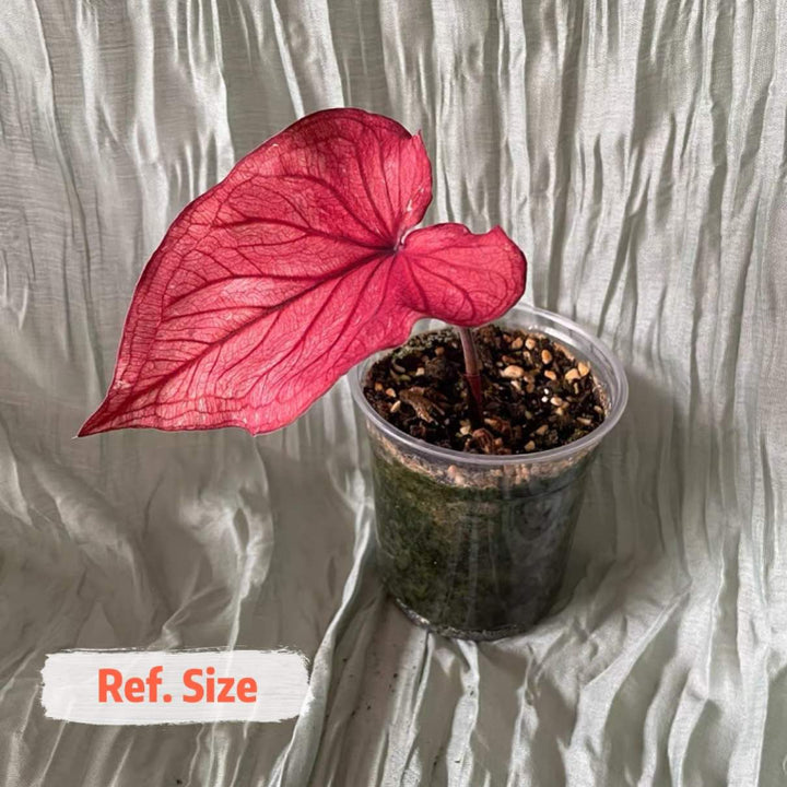 沙漠落日彩葉芋 Caladium ‘ Desert Sunset ’