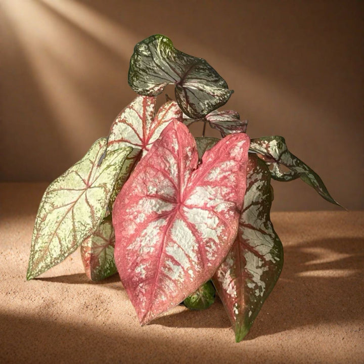 如煙彩葉芋 （Caladium bicolor ‘ Tapestry ’）