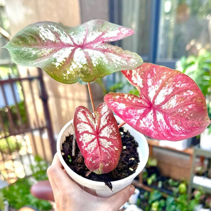 如煙彩葉芋 （Caladium bicolor ‘ Tapestry ’）
