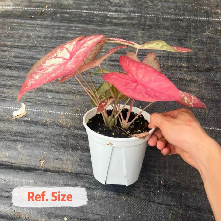 如煙彩葉芋 （Caladium bicolor ‘ Tapestry ’）