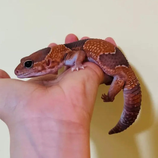 焦糖肥尾守宮 Caramel African Fat-Tailed Geckos