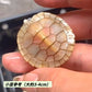 焦糖巴西龜 Caramel Red-eared Turtle （ Trachemys scripta elegans ）