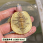 焦糖巴西龜 Caramel Red-eared Turtle （ Trachemys scripta elegans ）
