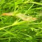 紅鼻槍蝦 （Caridina gracilipes 