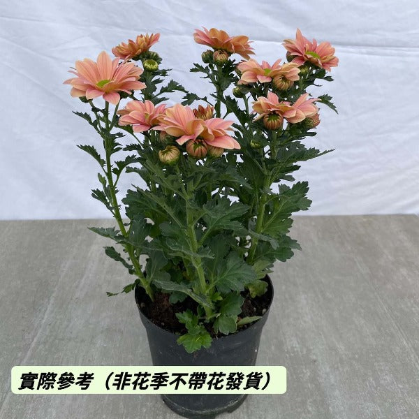 三文魚小菊 （ Chrysanthemum ‘ Grand Salmon ’ ）