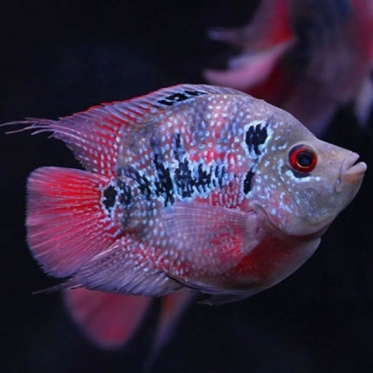 麒麟鸚鵡魚（ Cichlasoma Hybrid ）