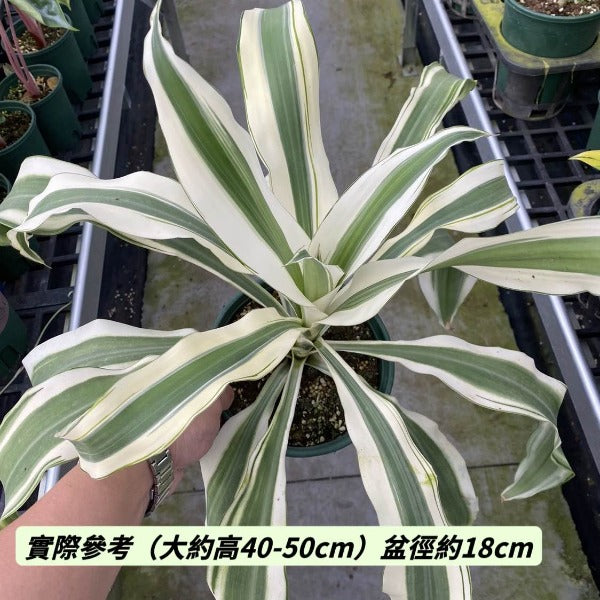 white aspen dracaena Dracaena 'White Aspen' - GreenFlow - Specialist in Terrariums and Aquascapes – 森流 GreenFlow