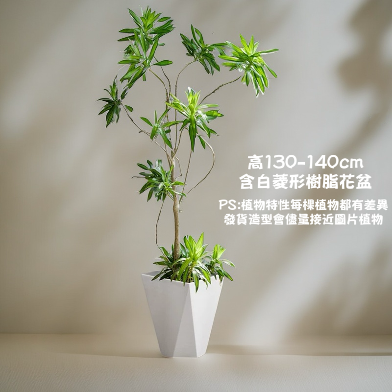 dracaena reflexa 中文 金心百合竹-室內大型盆栽（ Dracaena reflexa ） - 森流GreenFlow
