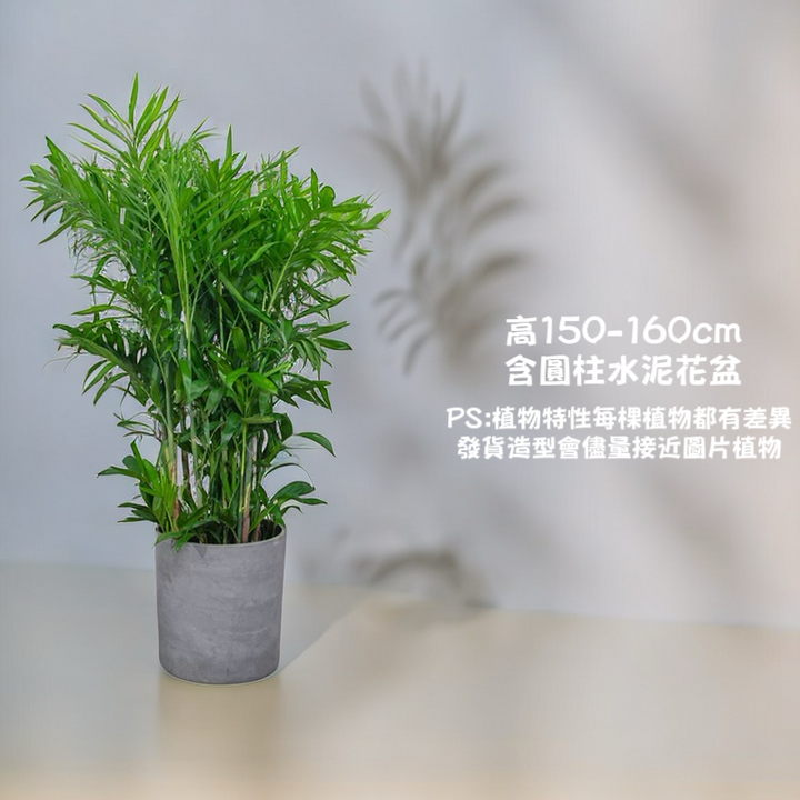 areca palm hong kong Areca palm - large indoor potted plant (Dypsis lutescens) - GreenFlow - Hong Kong Plant and Animal Landscaping Specialist – 森流 GreenFlow