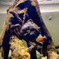 Swimming crab/Varuna litterata can be kept in water