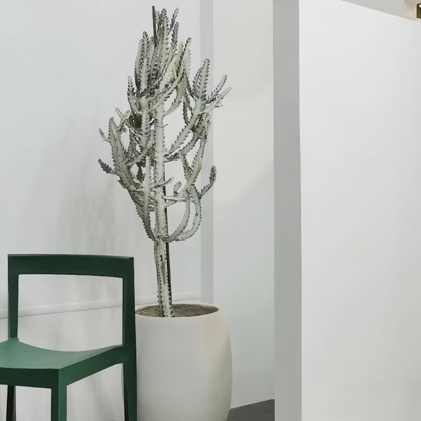 白龍骨仙人掌 Euphorbia lactea 'White Ghost'（Euphorbia trigona）