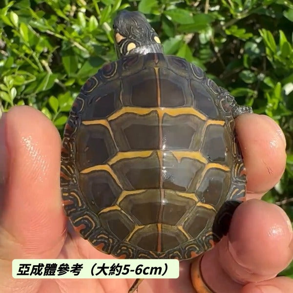 東部錦龜 Eastern Painted Turtle  ( Chrysemys picta picta )
