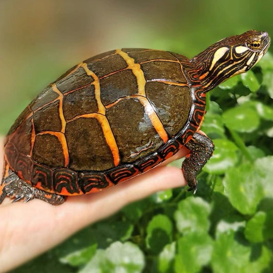 東部錦龜 Eastern Painted Turtle  ( Chrysemys picta picta )