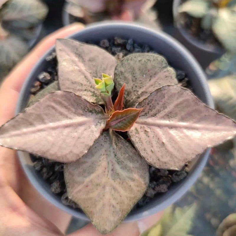 彩葉麒麟（Euphorbia francoisii )