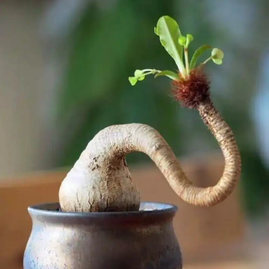 象鼻大戟（Euphorbia ramena )