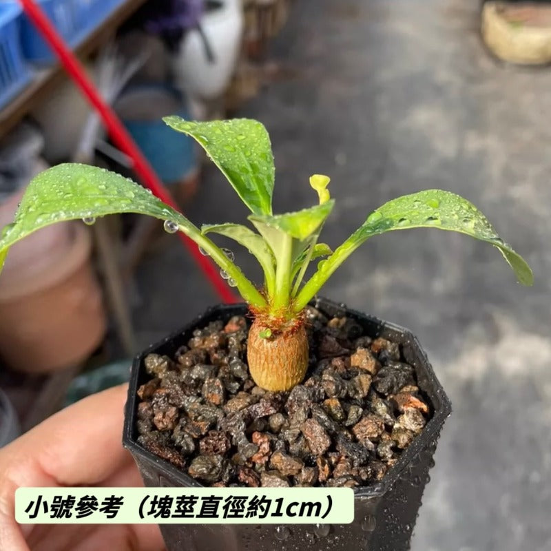 象鼻大戟（Euphorbia ramena )