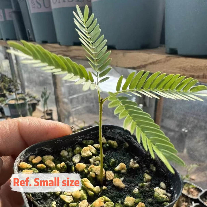 小豆樹 Everfresh Tree ( Pithecellobium confertum )