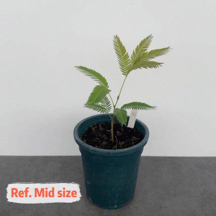 小豆樹 Everfresh Tree ( Pithecellobium confertum )