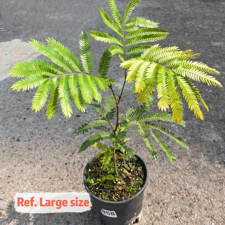 小豆樹 Everfresh Tree ( Pithecellobium confertum )