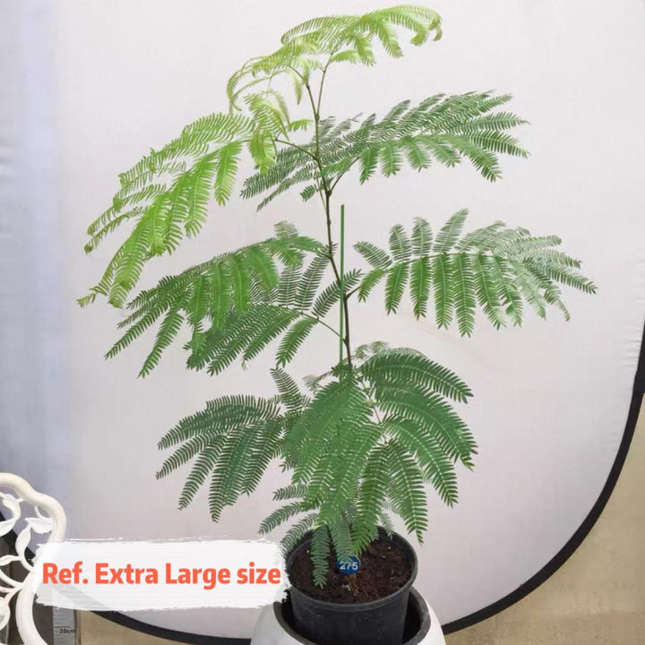 小豆樹 Everfresh Tree ( Pithecellobium confertum )