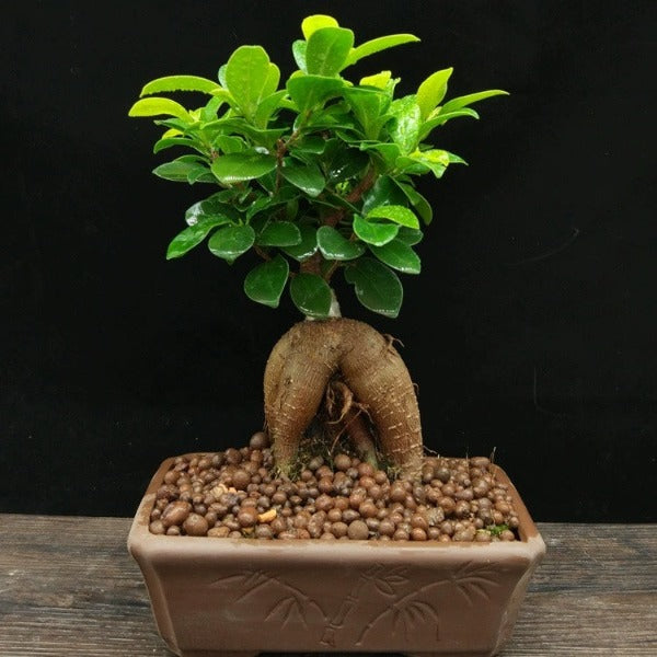 人參榕 ( Ficus microcarpa ' Ginseng ' )