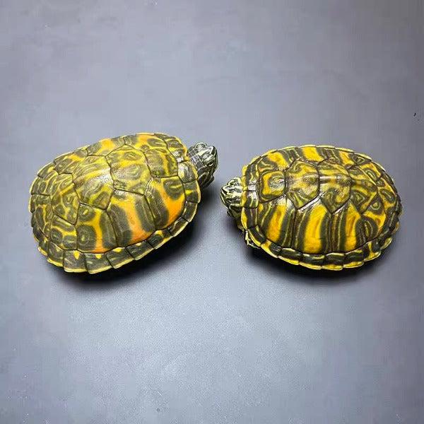 火焰龜Flame Turtle  ( Pseudemys nelsoni )