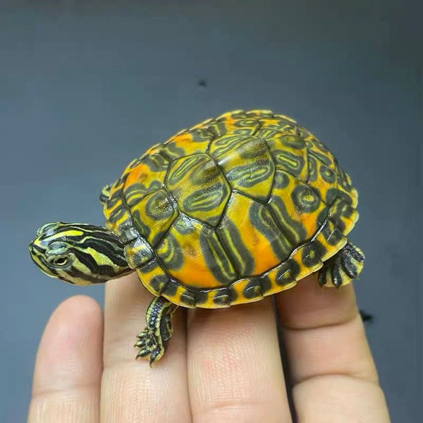 火焰龜Flame Turtle  ( Pseudemys nelsoni )