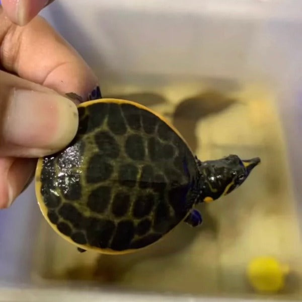 珍珠鱉 Florida Soft-shelled Turtle ( Apalone ferox )