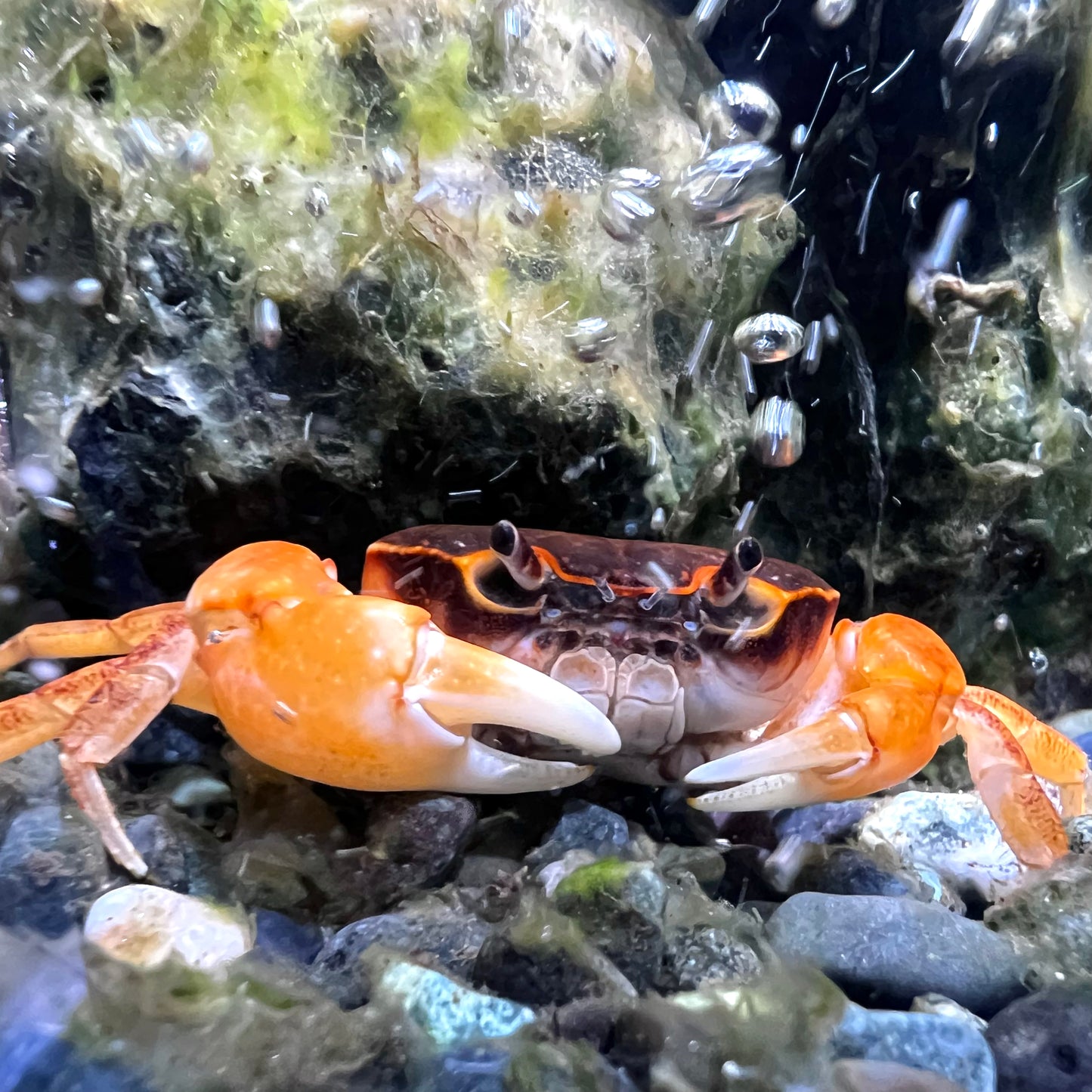 Red brown crab/Japanese crab (Geothelphusa dehaani) can be raised in water